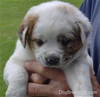 Close up - A brown and white Texas Heeler puppy is being held in the hands of a person. The puppy is looking down.