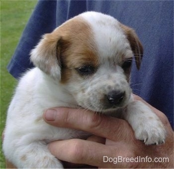Close up - A tan and white Texas Heeler puppy is being held in the hands of a person.