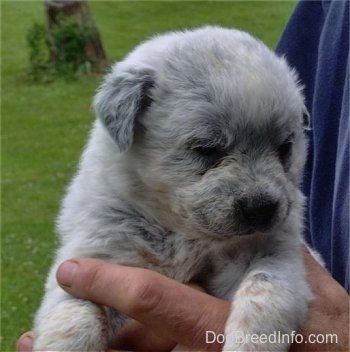 Close up head shot - A white with black and tan Texas Heeler puppy is being held in the hands of a person outside.