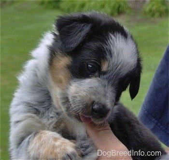 Close up - A black and white with tan Texas Heeler puppy is nipping at the finger of a person holding it.