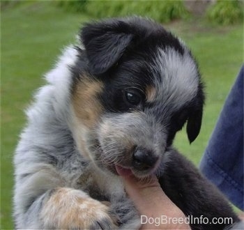 4 week old blue heeler