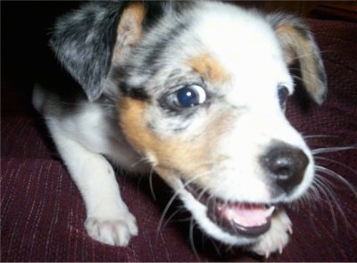 Close Up - Tassle the Texas Heeler Puppy is laying on a bed and looking at the camera holder with a playful face