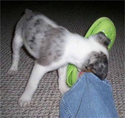 Tassle the Texas Heeler Puppy is biting a persons foot who is wearing a bright green Croc
