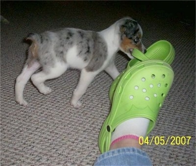 Tassle the Texas Heeler Puppy is running away on a carpet with a bright green Croc in its mouth