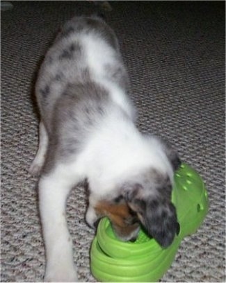 Tassle the Texas Heeler Puppy is chewing on a bright green croc