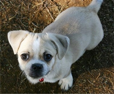 Top down view of a tan with white Tibetan Pug puppy sitting on dirt looking up. It has wide round eyes and a black nose.