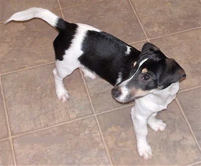 rat terrier weiner dog mix