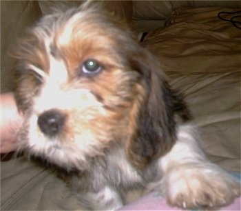 Close up - A wiry looking brown with tan and white Tzu Basset puppy is climbing up on to a person's leg and it is looking up and to the left.