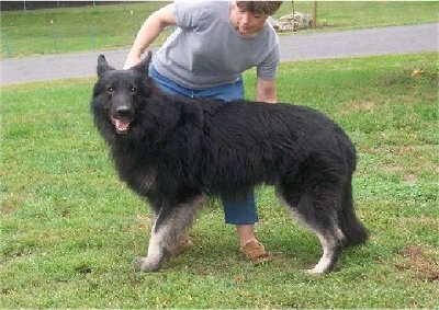 The left side of a black with white Shiloh Shepherd, it is standing in front of a person, it is looking forward and its mouth is open.