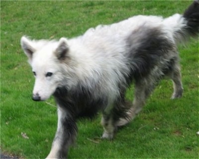 The front left side of a Dog, affected by Vogt-Koyanagi-Harada syndrome (VKH syndrome), that is running across a yard