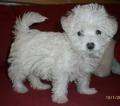 teacup westiepoo