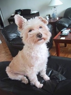 The front right side of a tan with white Westiepoo that is sitting on the cushion of a black leather couch. One of the dogs ears is up and the other is flopped over to the front. It has a brown nose and brown eyes.