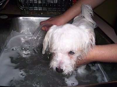 A wet white with tan Westiepoo puppy is standing in a sink filled with water and a person is bathing it.