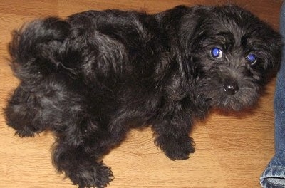 The back right side of a thick coated, fluffy black Westiepoo puppy that is standing on a hardwood floor and looking back. Its nose is black and its eyes are glowing blue.