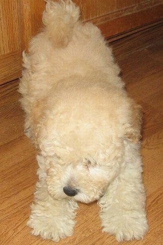A fluffy curly coated tan Westiepoo puppy is play bowing on a hardwood floor. The dog's nose is black.