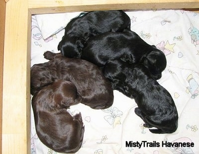 A litter of puppies laying in a corner of the whelping box 