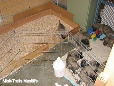 Pups in their whelp box area on a towel. One Puppy is drinking out of a water bowl and one is leaving the potty area