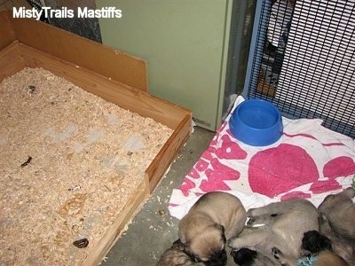 Puppies on a clean towel next to the wood chip potty area