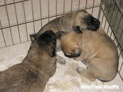 Close Up - Three Puppies in the corner of their cage