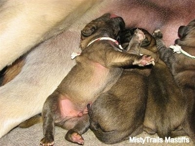 Close Up - Puppies nursing off of the dam