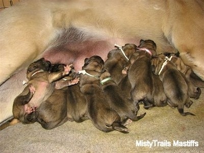 newborn boerboel puppies