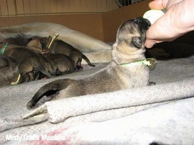 Right Profile - Newborn Puppy keeping its head high to drink from a bottle