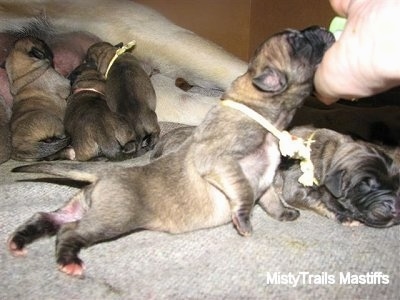 A person holding a puppy's head high while feeding it a bottle