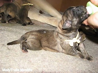 newborn boerboel puppies