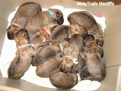 newborn boerboel puppies