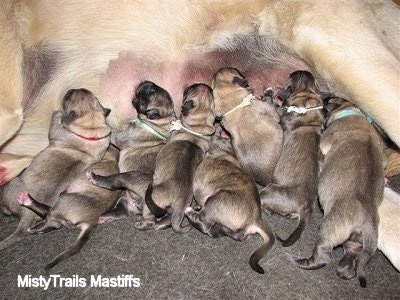 Close Up - Puppies feeding