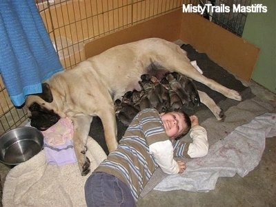 English Mastiff nursing a big litter of puppies next to a child