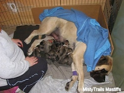Puppies feeding from Sassy the English Mastiff with a person kneeling in front of them