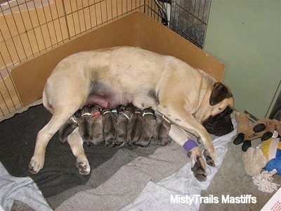 Puppies feeding from Sassy the English Mastiff