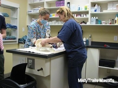 Puppy being taken out of the birth canal