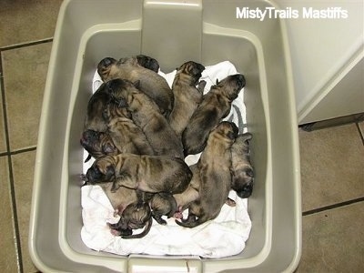Close Up - Plastic bin full of puppies