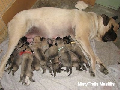 Sassy the English Mastiff feeding her 2 week old puppies