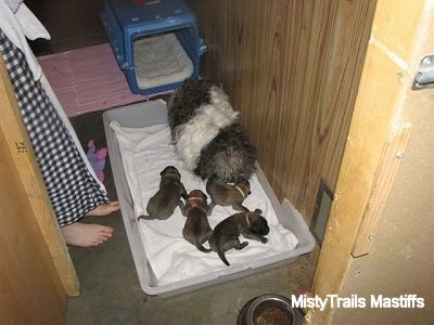 Catreeya the Havanese Dam Fostering Puppies