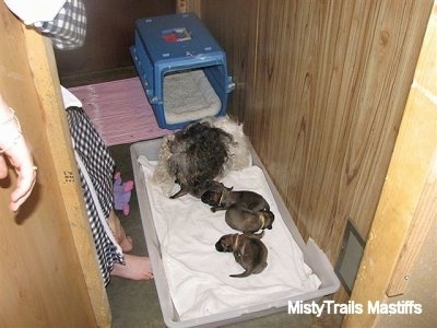 Catreeya the Havanese Dam Foster mom attempting to let the puppies nurse