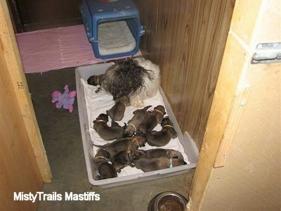 Catreeya the Havanese dam fostering English Mastiff Puppies