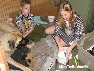 Emily (the girl) weighing puppies near the dam with a boy next to her