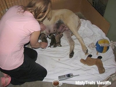 Three puppies nursing from their dam with the breeder helpiing them latch on