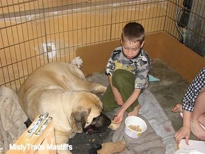 Kayden (the Boy) feeding Sassy the English Mastiff Dam