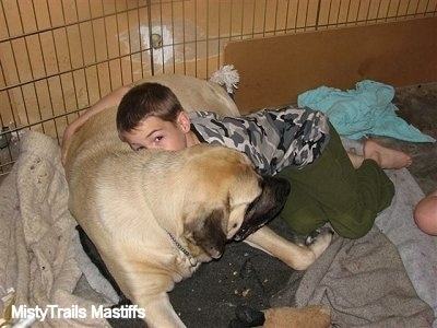 Kayden (the Boy) giving Sassy the English Mastiff a hug