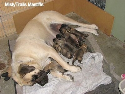 Sassy the English Mastiff nursing her puppies