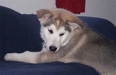 The back right side of a Wolamute puppy that is standing up against a blue couch. It is looking down and back. Its ears are standing out to the sides.