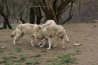 Three Wolves playing