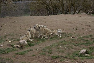 Four Wolves playing and One Wolf laying in the dirt near the fun