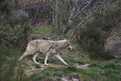 The right side of a Wolf walking on a trail with trees in the background