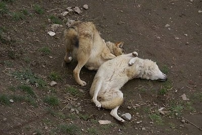 One Wolf laying on its back and Another Wolf is play bowing next to it