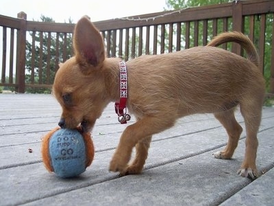 The left side of a tan Yorkillon puppy that is chewing on a blue and orange tennis ball that is next to it outside on a deck. The dog has short hair with thin longer hairs coming off of it, large perk ears, a tail that curls up over its back and a small black nose. It is wearing a red collar with bells on it.